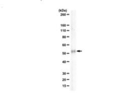 APP585C Rabbit anti-Mouse, Human, Polyclonal, MilliporeSigma 100 &mu;L;Unconjugated:Antibodies,